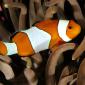 Percula Clownfish, Indo-Pacific