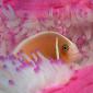 Pink Anemonefish