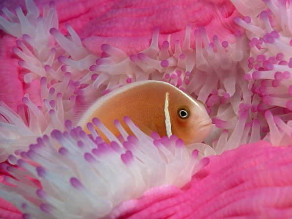 Pink Anemonefish