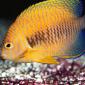Potter's Angelfish
