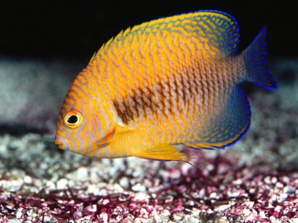 Potter's Angelfish