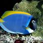 Powder Blue Tang