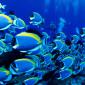 Powder Blue Tangs