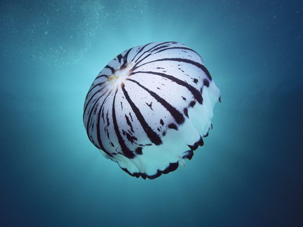 Purple-Striped Jellyfish, Southern California
