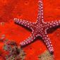 Red Starfish