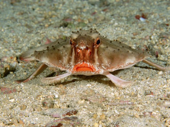 Red-Lipped Batfish, Cocos Island, Costa Rica
