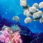 Redtail Butterflyfish