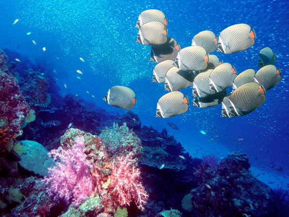 Redtail Butterflyfish