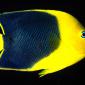 Rock Beauty Angelfish, Indo-Pacific