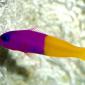 Royal Dottyback, Pacific