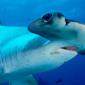 Scalloped Hammerhead