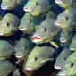 School of Bluestriped Grunt