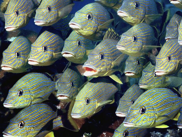 School of Bluestriped Grunt