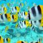 School of Tropical Fish, Tahiti