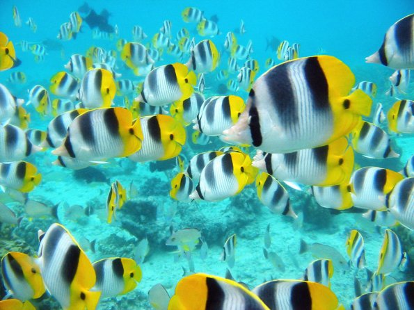 School of Tropical Fish, Tahiti