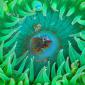 Sea Anemone