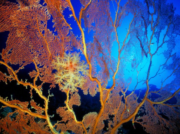 Sea Fan Colony