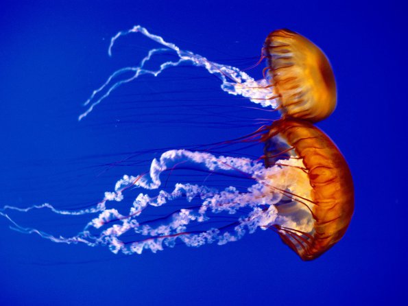 Sea Nettles