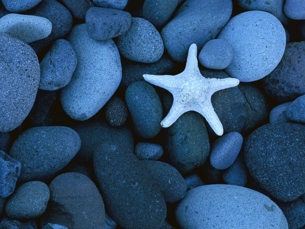 Sea Star on a Rocky Beach, Baja California, Mexico