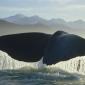 Sperm Whale