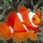 Spine-Cheek Anemonefish, Papua New Guinea