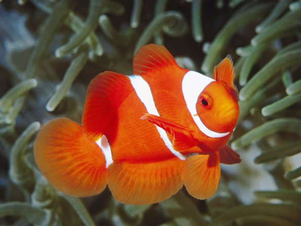 Spine-Cheek Anemonefish, Papua New Guinea