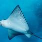 Spotted Eagle Ray