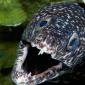 Spotted Moray Eel