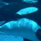 Submerged, Killer Whale