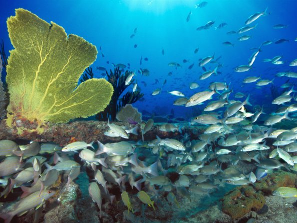 Sugar Wreck, Bahamas