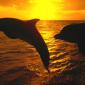 Sunset Jump, Honduras