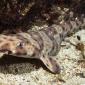 Swell Shark