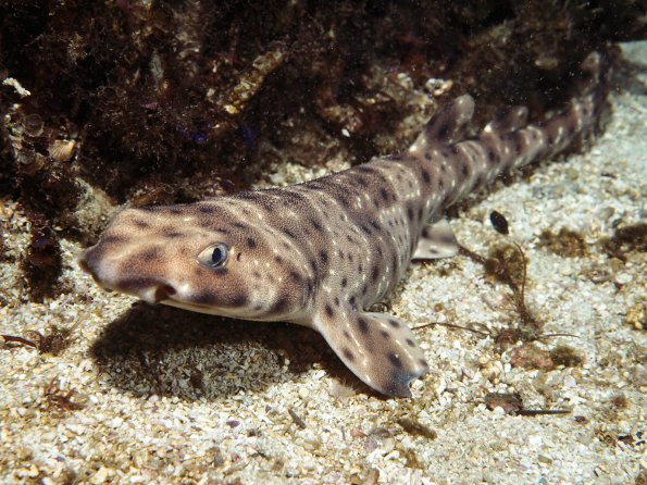 Swell Shark