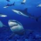 Terrors of the Deep