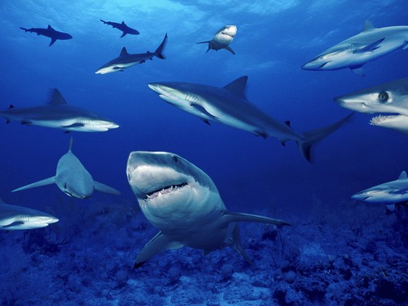 Terrors of the Deep