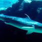 Tiger Shark, Bahamas