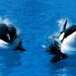 Treading Water, Killer Whale