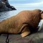 Walrus Bull