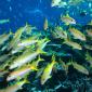 Yellow Goatfish, Great Barrier Reef, Australia
