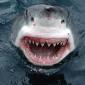 Yipes! Great White Shark, South Australia