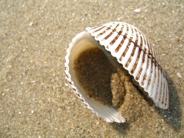 Van_Hynings_Cockle