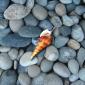 sea_shell_01