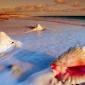 sea_shell_02