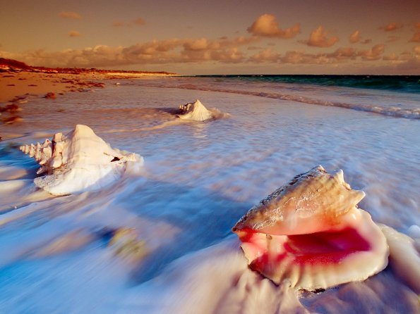 sea_shell_02