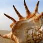 sea_shell_03