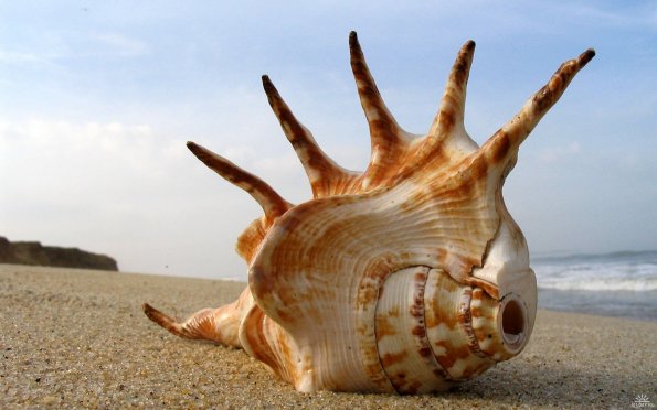 sea_shell_03