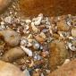 sea_shell_04