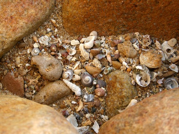 sea_shell_04