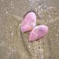 sea_shell_05