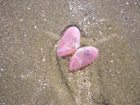 sea_shell_05
